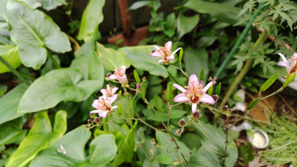 今頃ホトトギスの花