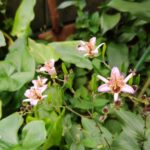 今頃ホトトギスの花