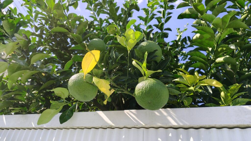 甘夏ミカンでしょうか