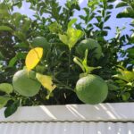 甘夏ミカンでしょうか