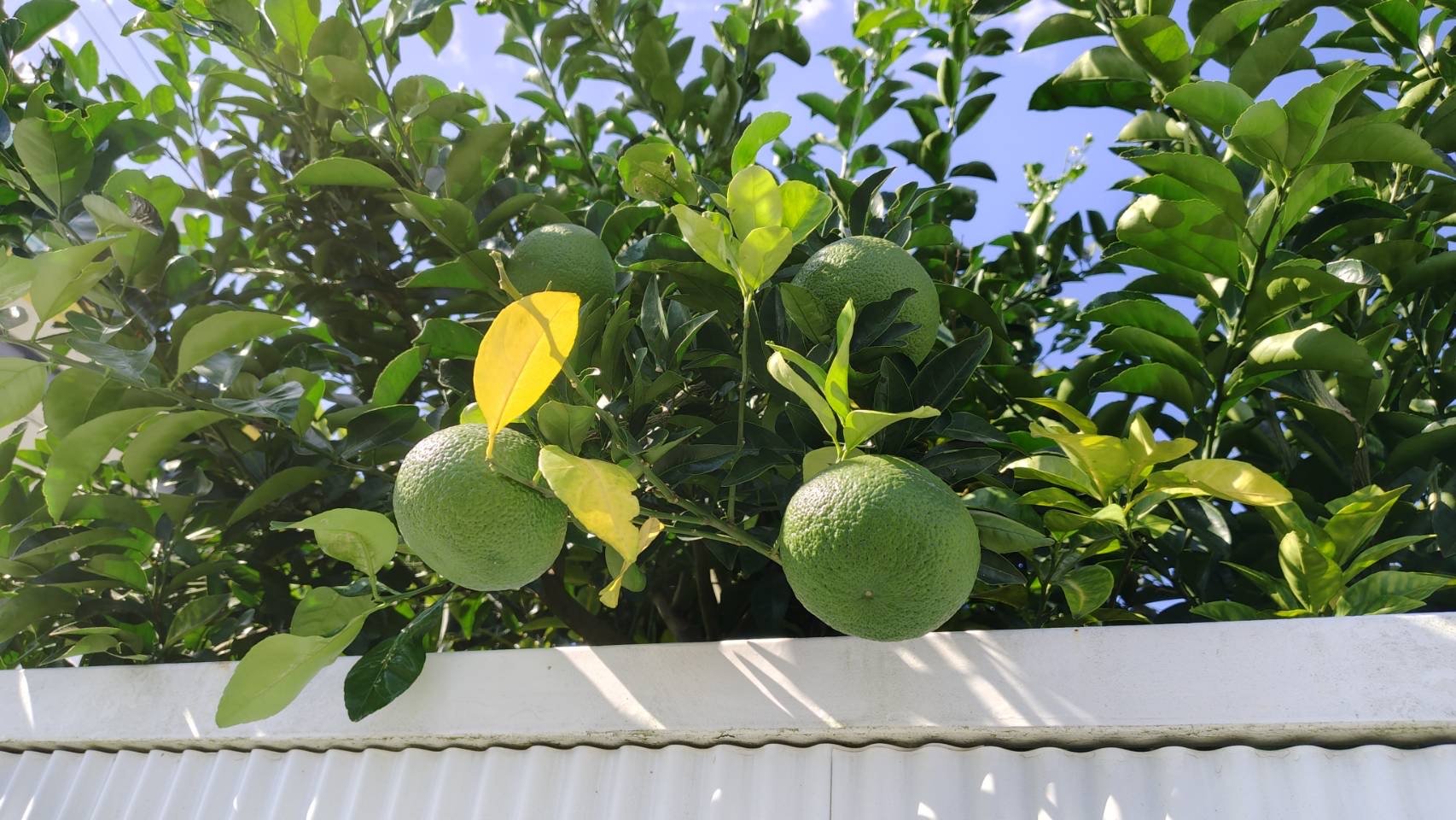 甘夏ミカンでしょうか