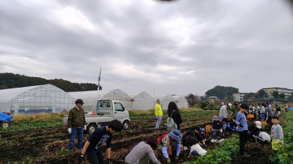 自治会の催し・さつまいも掘り