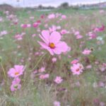 コスモスの花畑